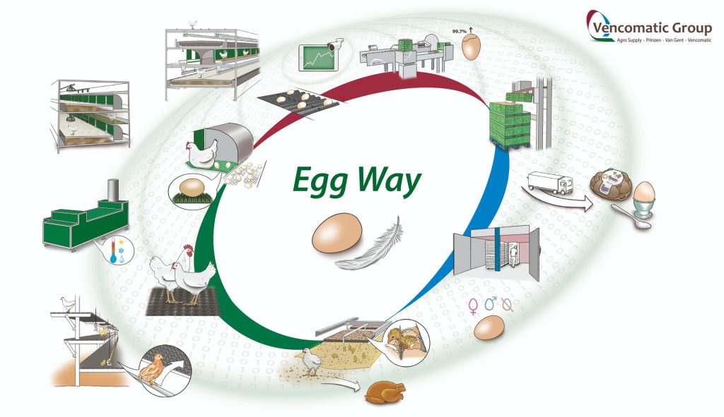 Diagram van eierproductie van kip tot consument.